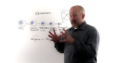 Why MCV is High (the Cellular Explanation)