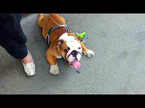 ავტობუსის გაჩერებაზე დამხვდა ესე გაშხლართული სიცხისგან :) english buldog on bus stop. it's hot