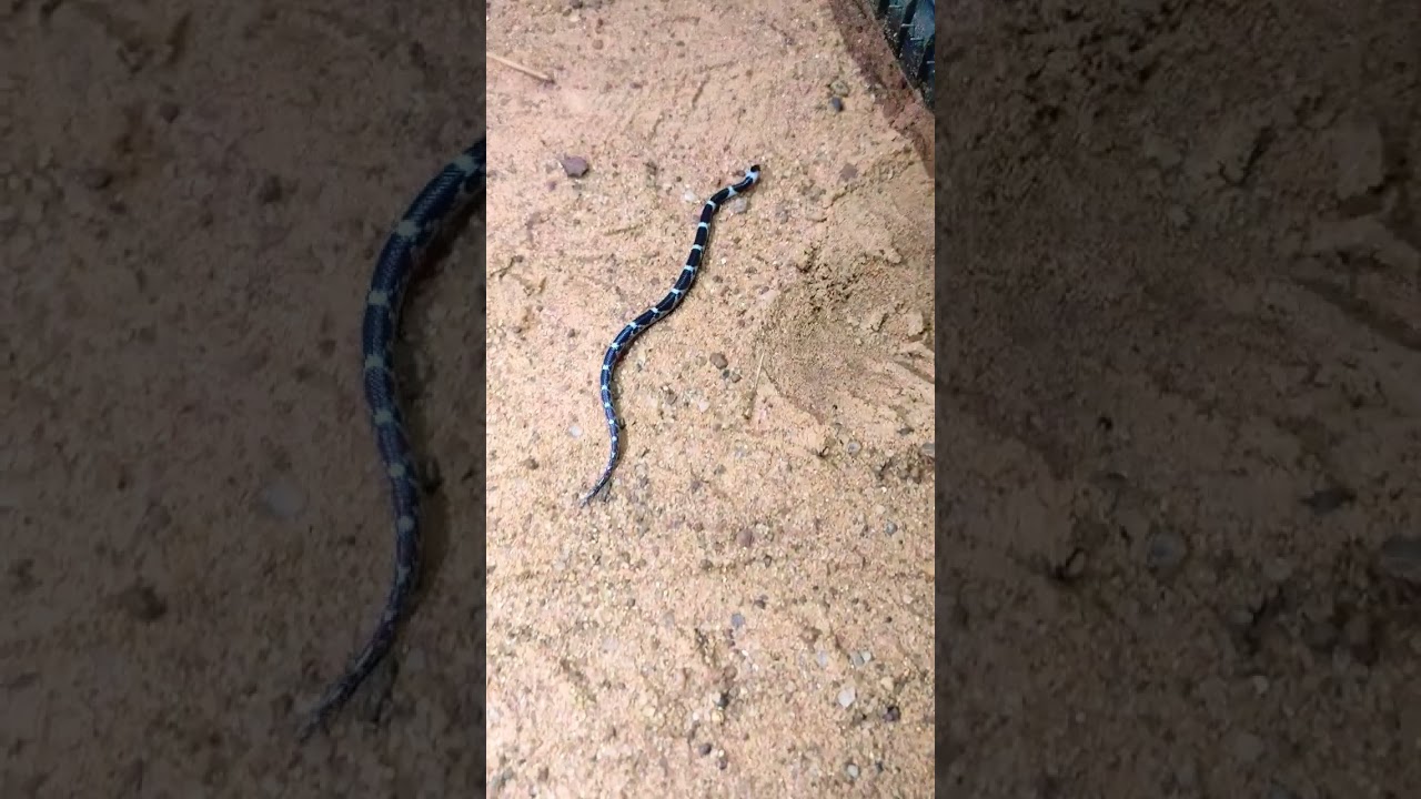 OMG! Rare sighting Beutiful small snake in India chandrapur Maharashtra