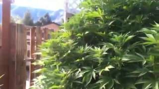 2014 OMMP  Hybrid Greenhouse/Outdoor Garden