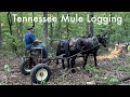 Mule logging we need some momentum on this job 