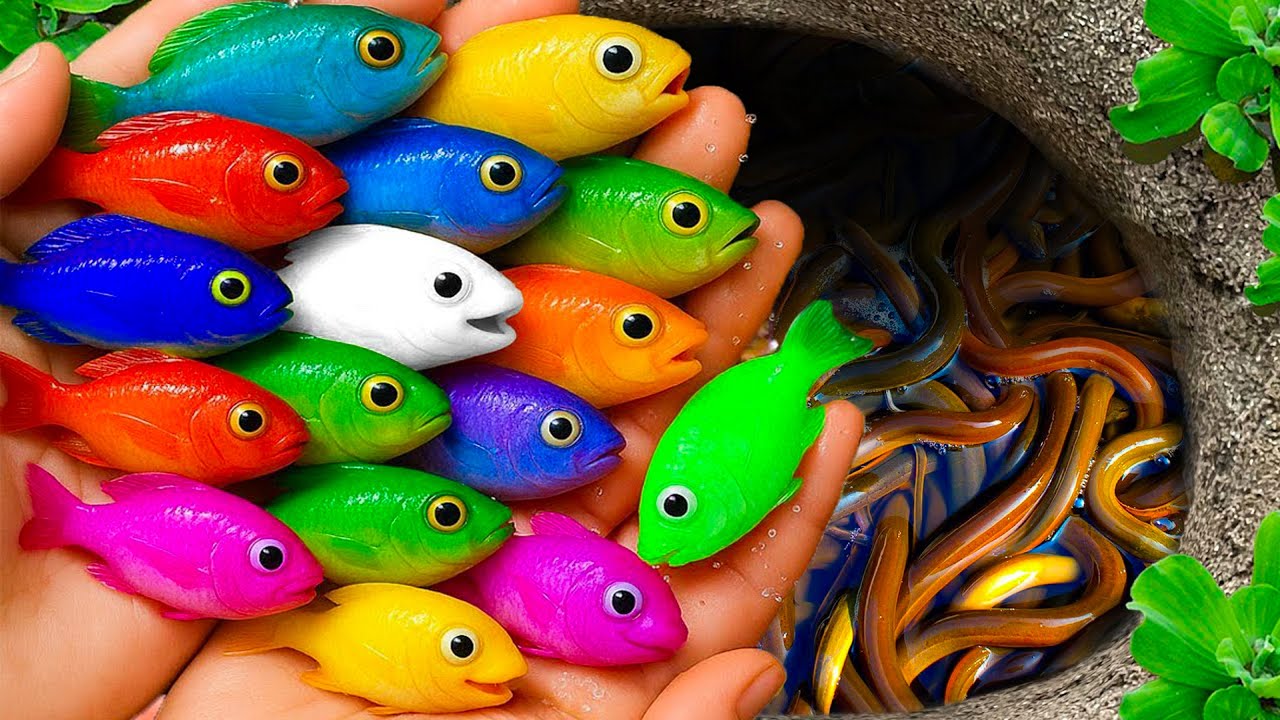 Scoop up these beautiful fish and cute animals: ducklings, giant catfish, turtles, frogs, molly fish