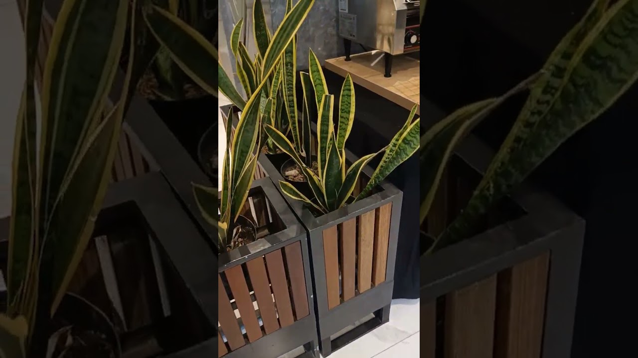 rekomendasi tanaman indoor yang mudah perawatannya 