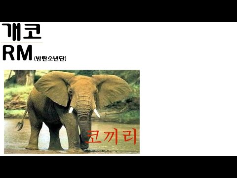 개코-코끼리(feat.RM) 가사