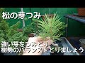 松の芽つみ
