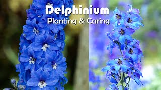 How To Grow Delphiniums Flowers | Delphiniums Planting & Caring Delphinium Energy Blue