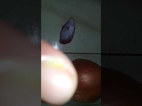 علاج ورم الاصبع بالبصل فقط 1