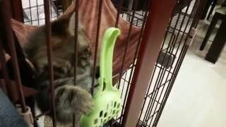 それトイレ用スコップ(ﾟДﾟ;)【可愛い猫マンチカン】－[Munchkin] it toilet scoop (° Д °;) [Cute cat]