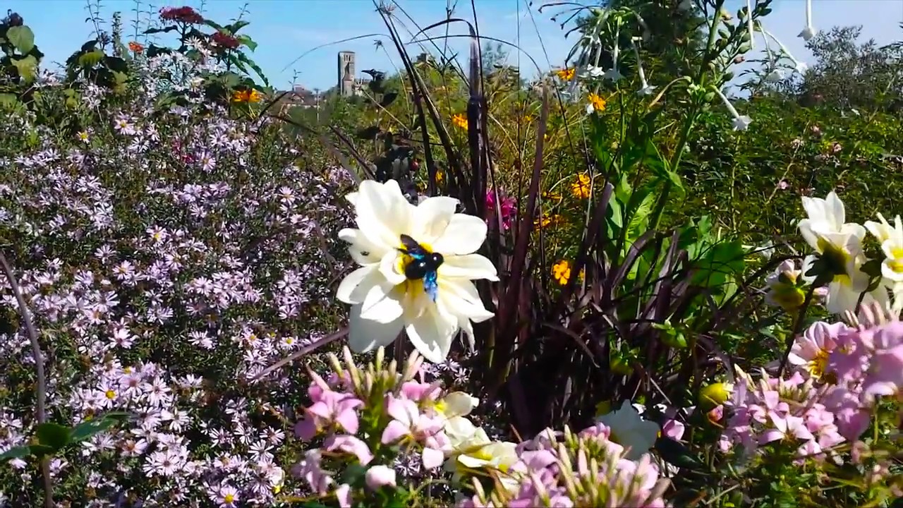Les Jardins De Coursiana