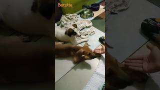 Two Very Smart Dog ‍ #smartdog #shortvideo #saintbernard #rhodesianridgeback #trending #viral