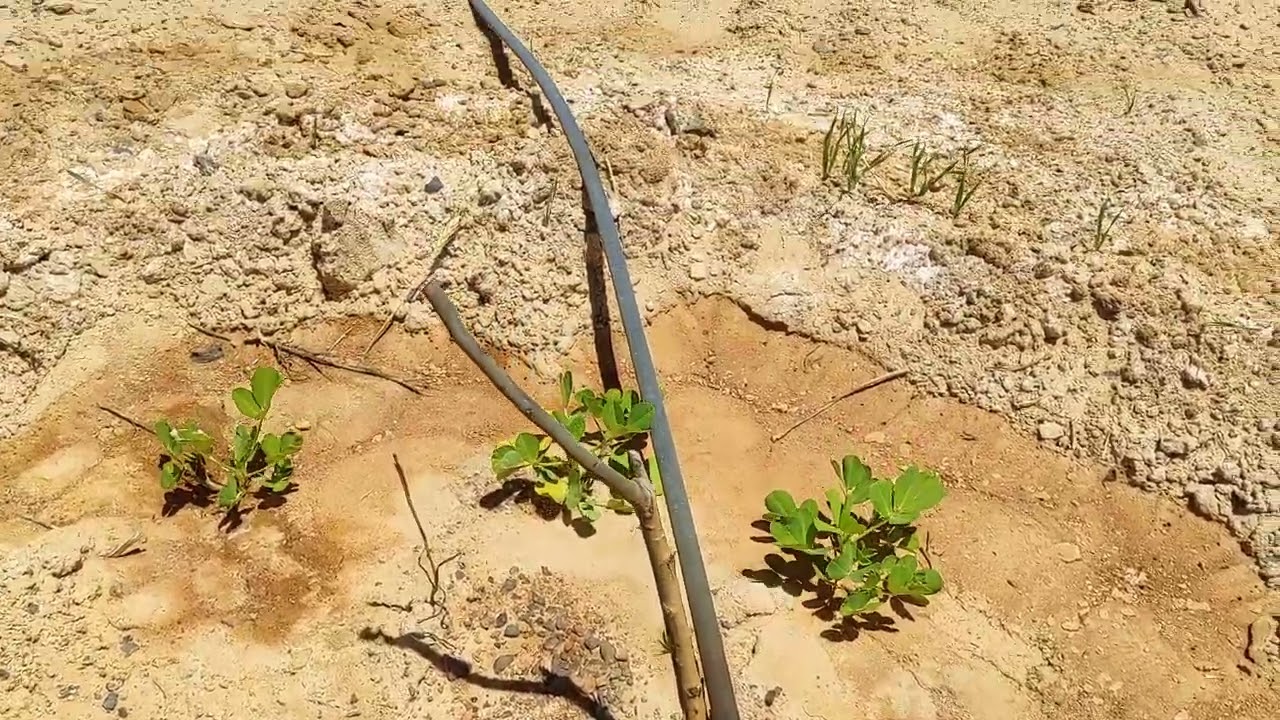 الواحات البحرية نجاح مزرعة المهندسين محمود و علاء في جلاكسي ٣ الفدان ب ٧٨٠٠ ج ت واتس ٠١٠١٢٠٨٨٨١٠