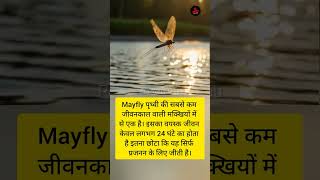 Mayfly पृथ्वी की सबसे कम जीवनकाल वाली मधुमक्खी में से एक है #knowledge #facts #motivation #shorts