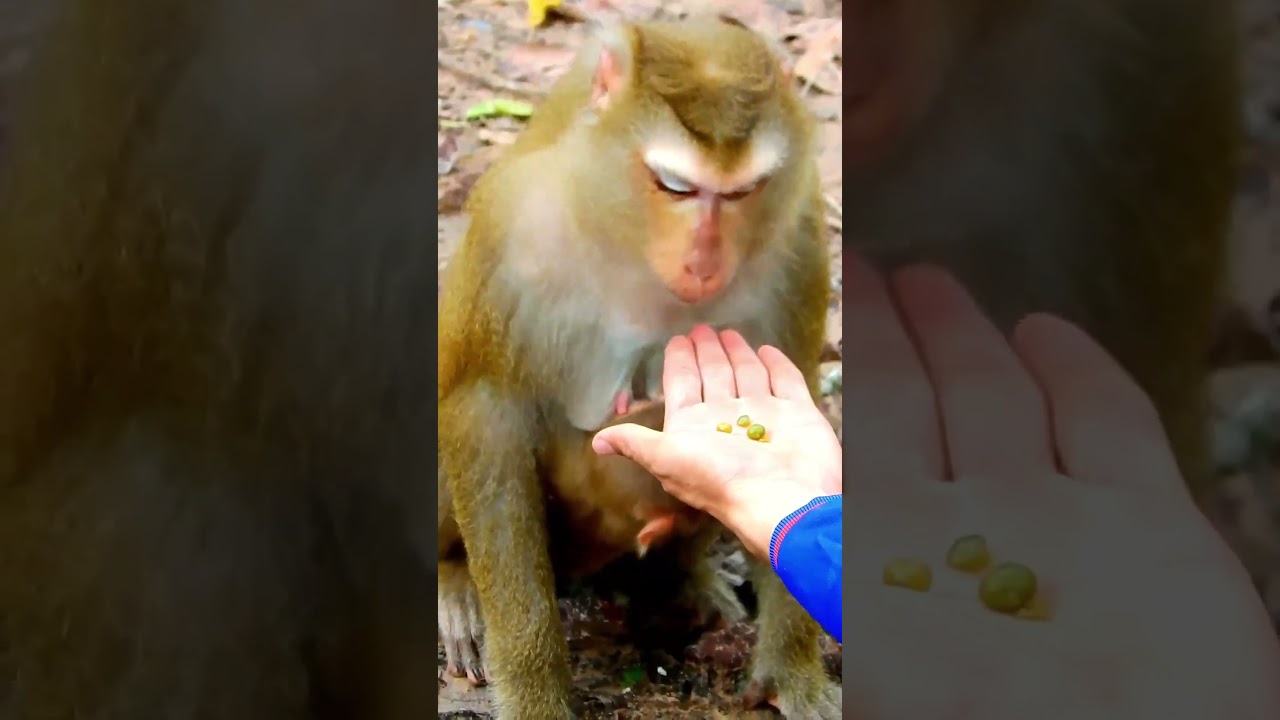 Best video of adorable Lynx wait for joking very clever and friendly 