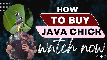 How To Buy Java Chicks#javasparrow #fawnjava #whitejava #javafinch