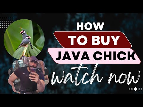 How To Buy Java Chicks#javasparrow #fawnjava #whitejava #javafinch