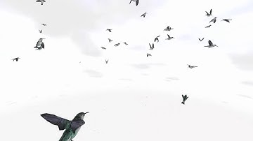 Unity Bird Flock Hummingbird
