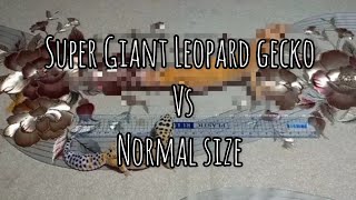 12 inches Leopard gecko vs Normal size leopard gecko size comparison
