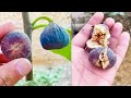 ripe figs fruits || पक्के हुए अंजीर #shorts #youtubeshorts