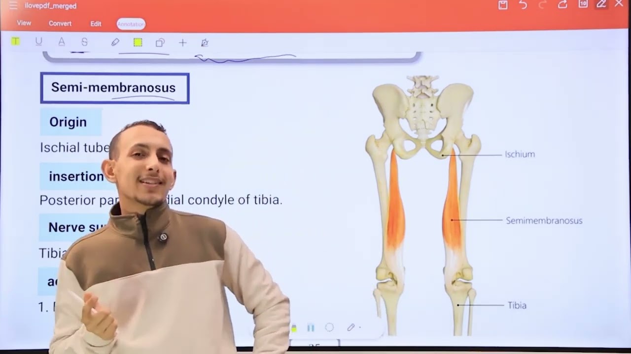 Posterior compartment of thigh | Anatomy | musculoskeletal module | Lecture 21 | Dr.Adham Saleh 