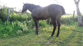 VID 20150713