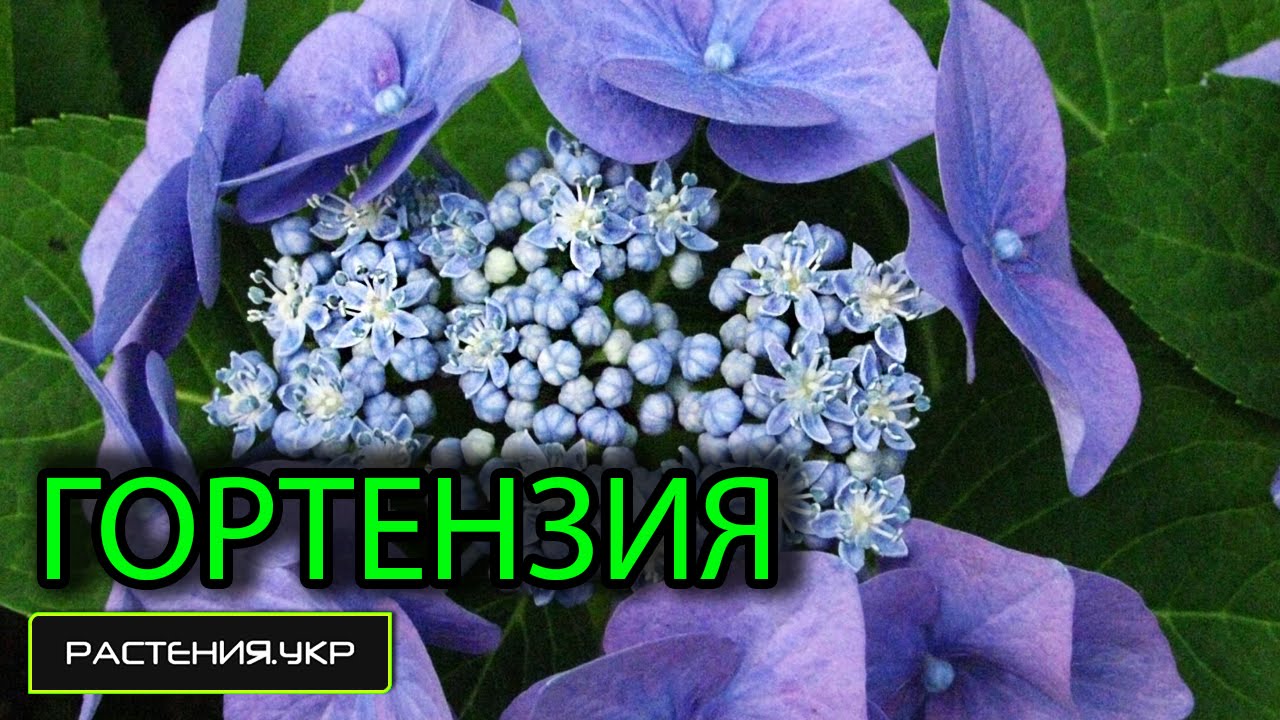 Уход за гортензией / Гортензия пильчатая