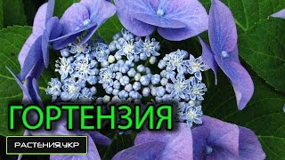Уход за гортензией / Гортензия пильчатая Уход за гортензией / Гортензия пильчатая