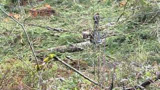 Skagit GT4 grapple logging-1