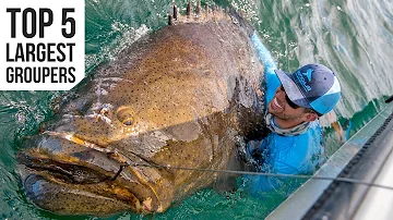Top 5 Largest Goliath Groupers Caught