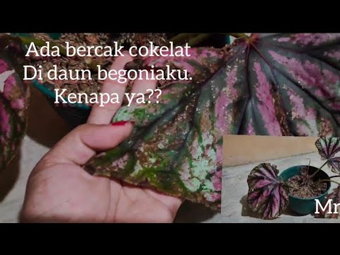 Video: Apa Yang Harus Dilakukan Jika Anthurium Memiliki Bintik-bintik Coklat Pada Daun? Alasan Munculnya Bintik-bintik Coklat Dan Tepi Pada Bunga 