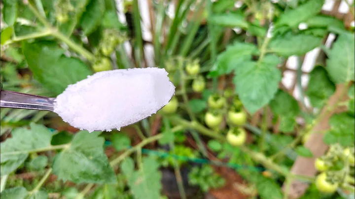 MAGIC WHITE POWDER‼️, your plants can grow healthy and disease resistant