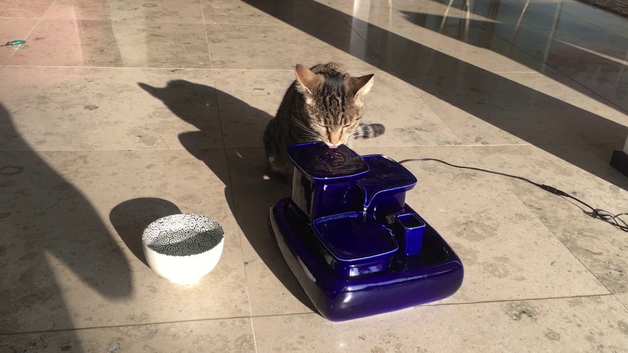La fontaine à eau pour chats artisanale miaustore - détecteur de