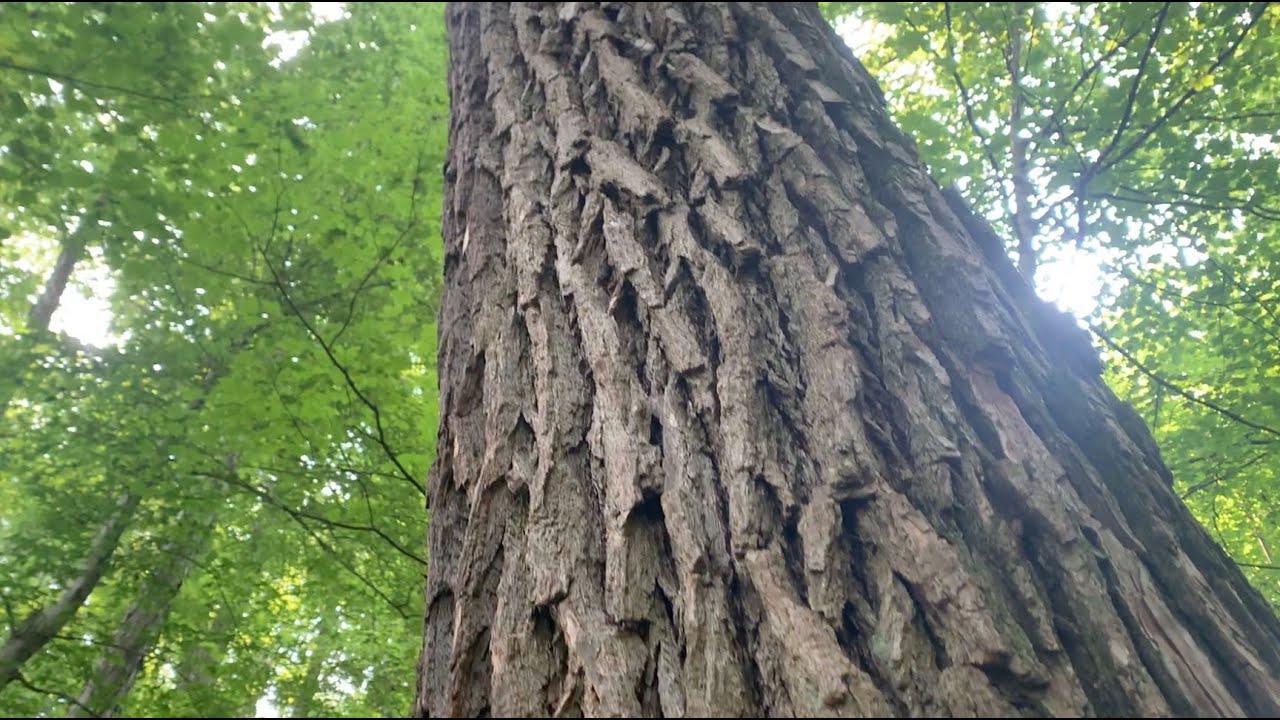 Sassafras ID