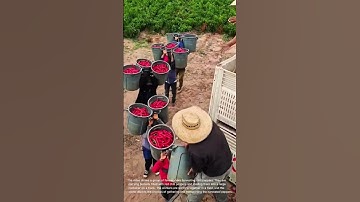 Chili Pepper Harvest: Workers Load Buckets into Truck
