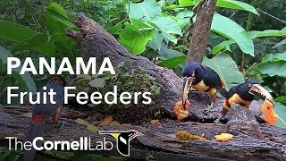 Panama Fruit Feeder Cam at Canopy Lodge | Cornell Lab