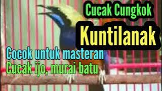 🧶Cucak Cungkok Kuntilanak tembakan tajam