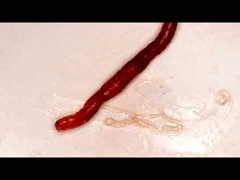 Видео: Нашел червей в консервах и посмотрел под микроскопом