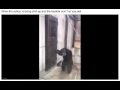 monkey banging on door