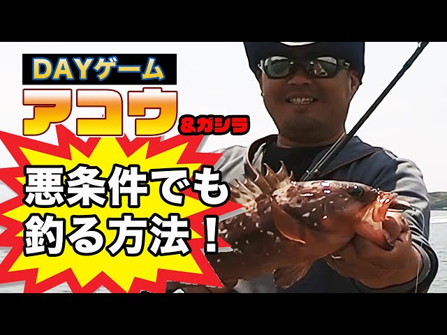 132 瀬戸内 香川にキジハタゲームの新境地を見た 北の釣り人 讃岐釣行記 Litetube 132 瀬戸内 香川にキジハタゲームの新境地を見た 北の釣り人 讃岐釣行記 Litetube