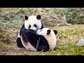 Live: A virtual encounter with giant pandas – Ep.19与国宝大熊猫"云相遇"