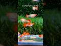 guppy fish live feeding #aquarium #feeds