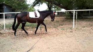 complete training surcingle (C.p.) on lunge line