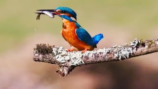 Kingfisher bird fishing talent || मछली का शिकार करते पक्षी || birds fishing🦈 by Vicky's Vitality Vlog No views 4 days ago 1 minute, 26 seconds