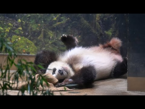 パンダ 8点おまとめリクエスト パンダ 8点おまとめリクエスト 2023.08.01 今日のパンダ（3282日