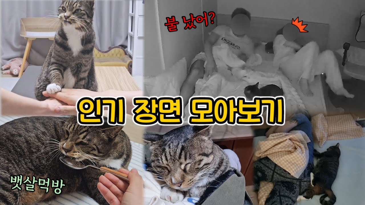 길에서 매일 기다리던 고양이의 묘생역전!! 울리고 웃겼던 조회수 터진 명장면들 : (시간 순삭)