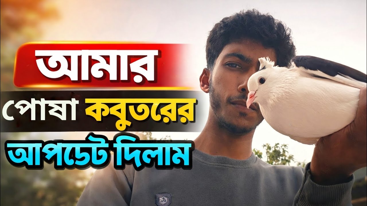 আমার পোষা কবুতরের আপডেট দিলাম  ।। Shuvo&pets New video  