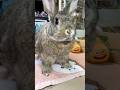 スマホ、向けただけなんですけど…🐰🐇📱😎💦