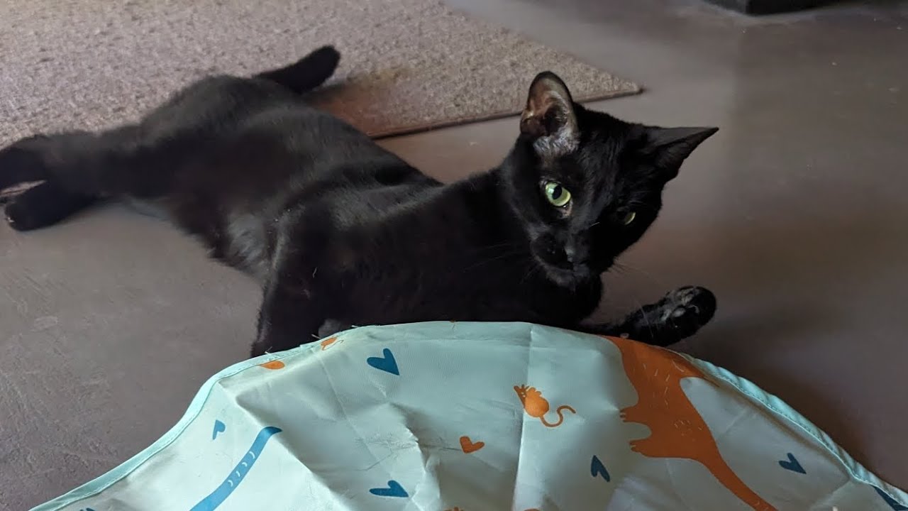 Pet sitting three cats and keeping them happy, healthy and entertained!