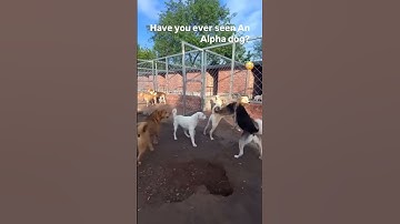 🐾💪#Alphadog #DogBoss #PeacekeeperPup He stopped the fight without a single bark.