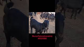 ಬಿಟಲ್ ತಳಿಯ ಆಡುಗಳು ಬೇಕಾದರೆ ಸಂಪರ್ಕವನ್ನು ಮಾಡಿ - 8431371880