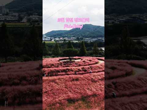 10월 합천 신소양 체육공원 핑크뮬리! #가을 #핑크뮬리 #합천 #드론 #신소양체육공원 #drone #pinkmuhly